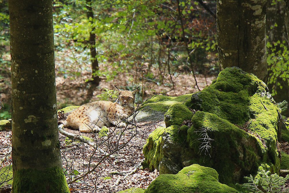Tierisch wilde Safari im Bayerwald